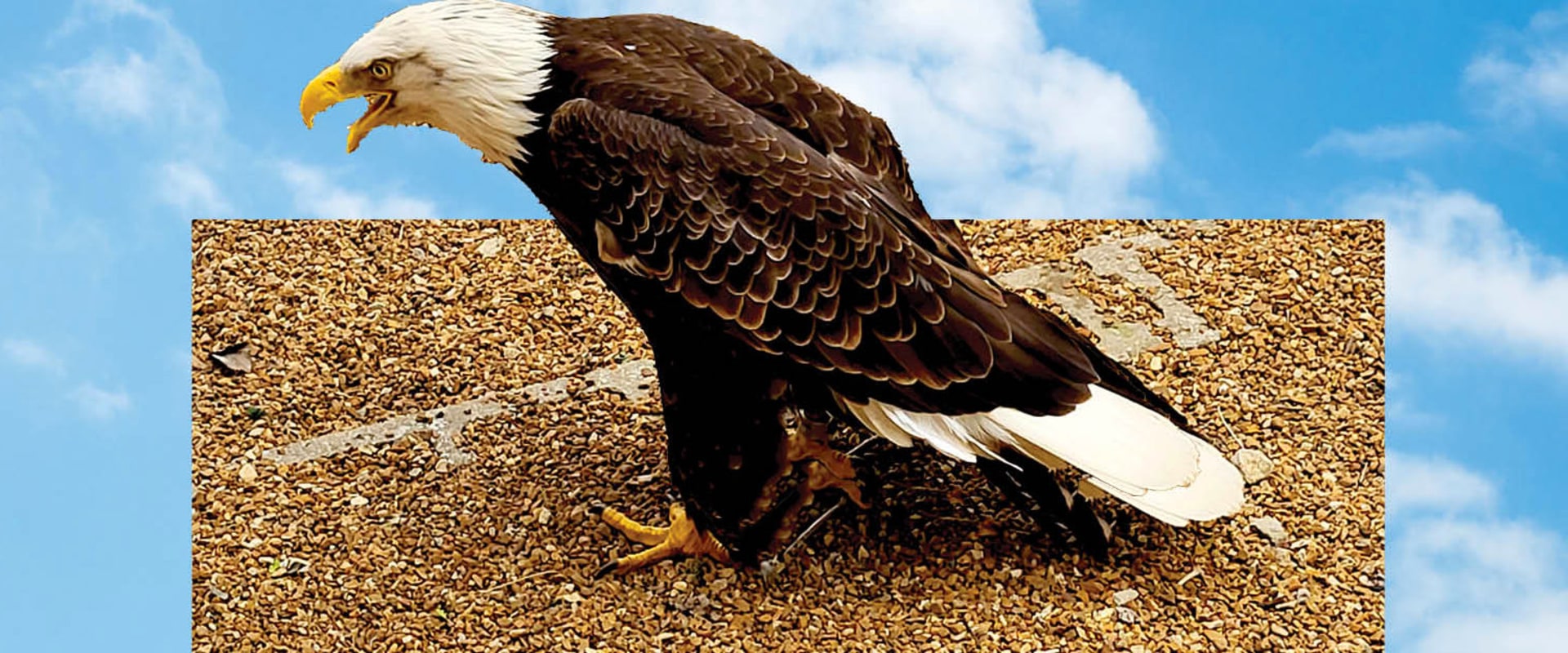 Online Courses on Specific Topics: Unlocking the Secrets of Eagle's History
