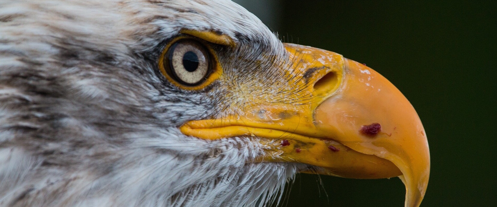 Discovering the Rich History of Eagle through Online Research Resources