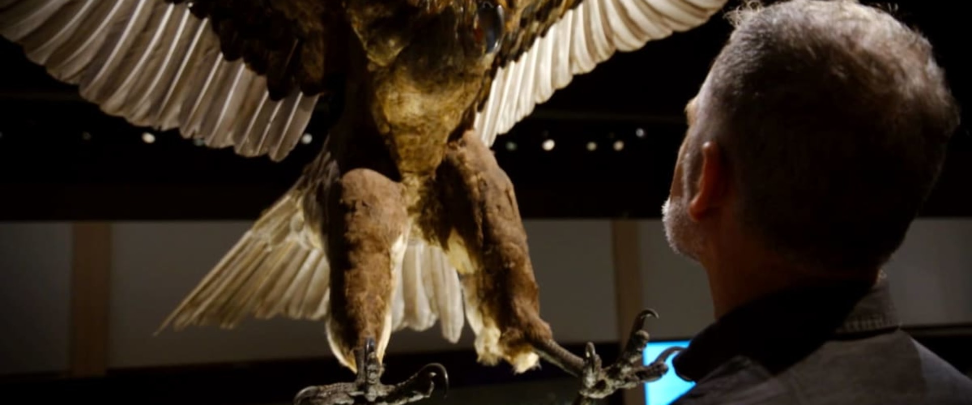 Discover the Fascinating History of Eagle at the Local Museum