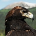 Connecting with Other Researchers: Exploring Eagle's History and Heritage