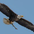 Docent and Tour Guide Opportunities: Explore the Rich Heritage of Eagle